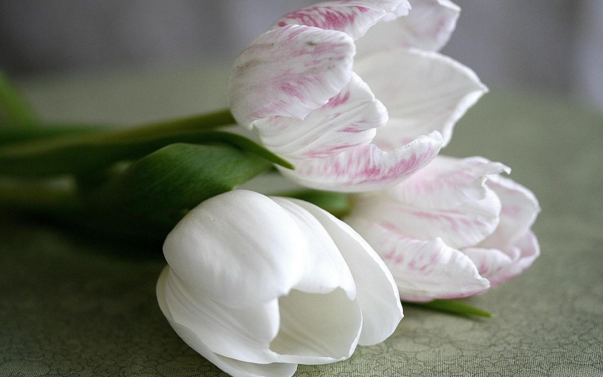 white and purple flower on green textile