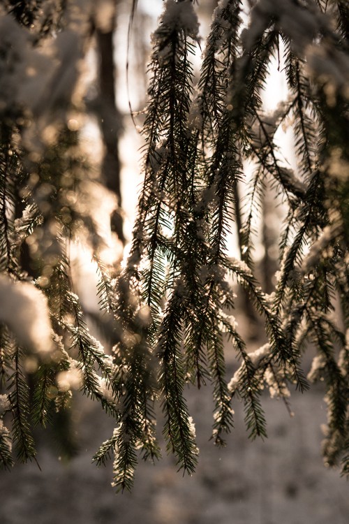 Image winter, light, forest, branch, tree