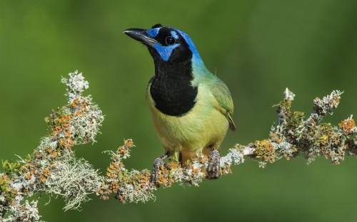 Image blue and green bird on brown tree branch