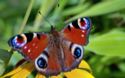 Image peacock butterfly perched on yellow flower