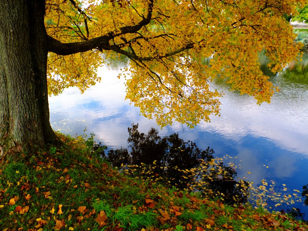 Árboles Verdes y Marrones Junto al Río Durante el Día. Wallpaper in 4000x3000 Resolution