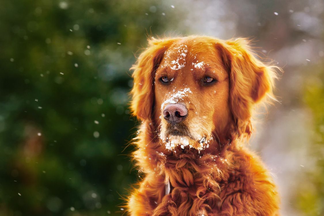 Golden Retriever Sur Fond Noir. Wallpaper in 2048x1365 Resolution