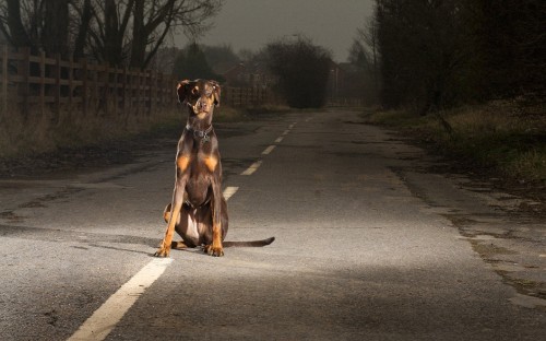 Image black and brown short coated dog on road during daytime