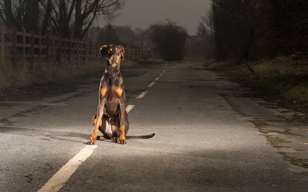 black and brown short coated dog on road during daytime