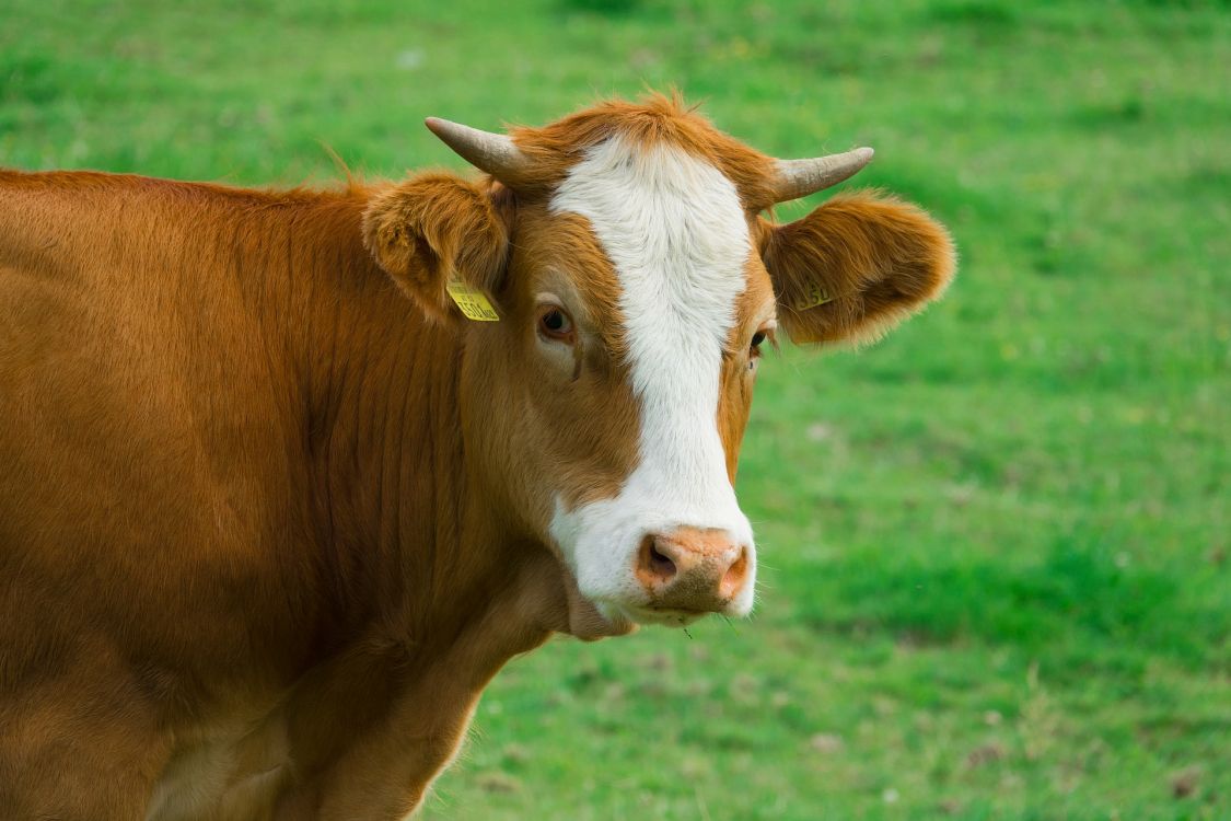 Brown and White Cow on Green Grass Field During Daytime. Wallpaper in 1920x1280 Resolution