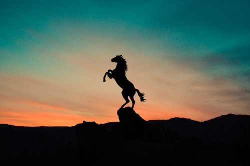 Image horse, cloud, afterglow, People in nature, dusk