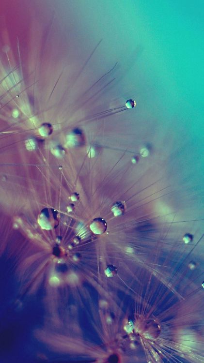 water droplets on green plant