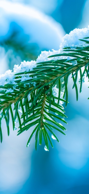 Image green leaf in close up photography
