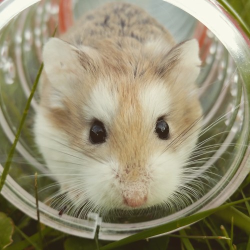 Image brown and white hamster in clear glass bowl