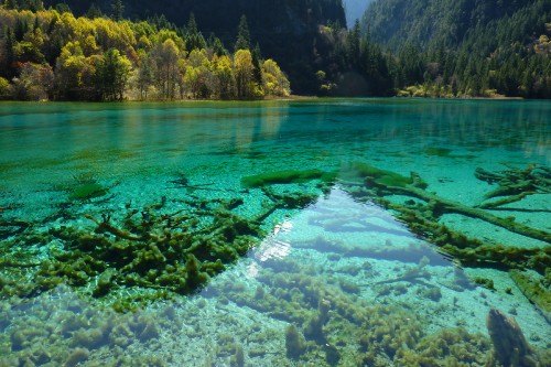 Image green trees beside body of water during daytime