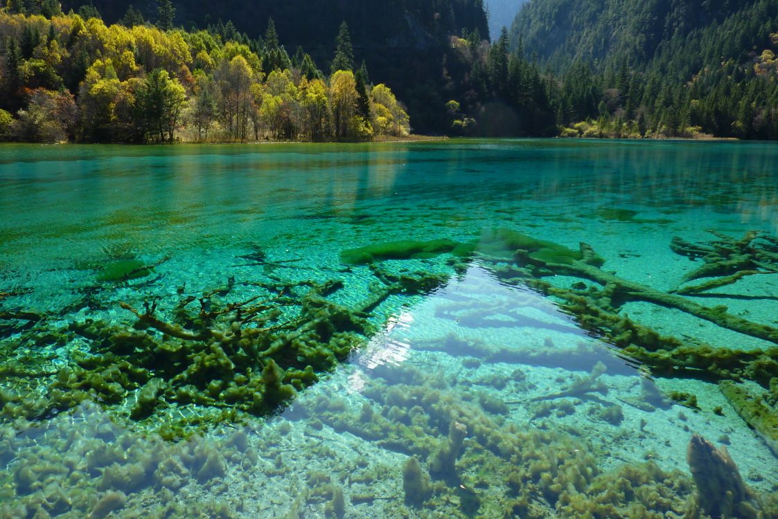 green trees beside body of water during daytime