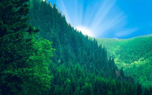 Image green trees under blue sky during daytime