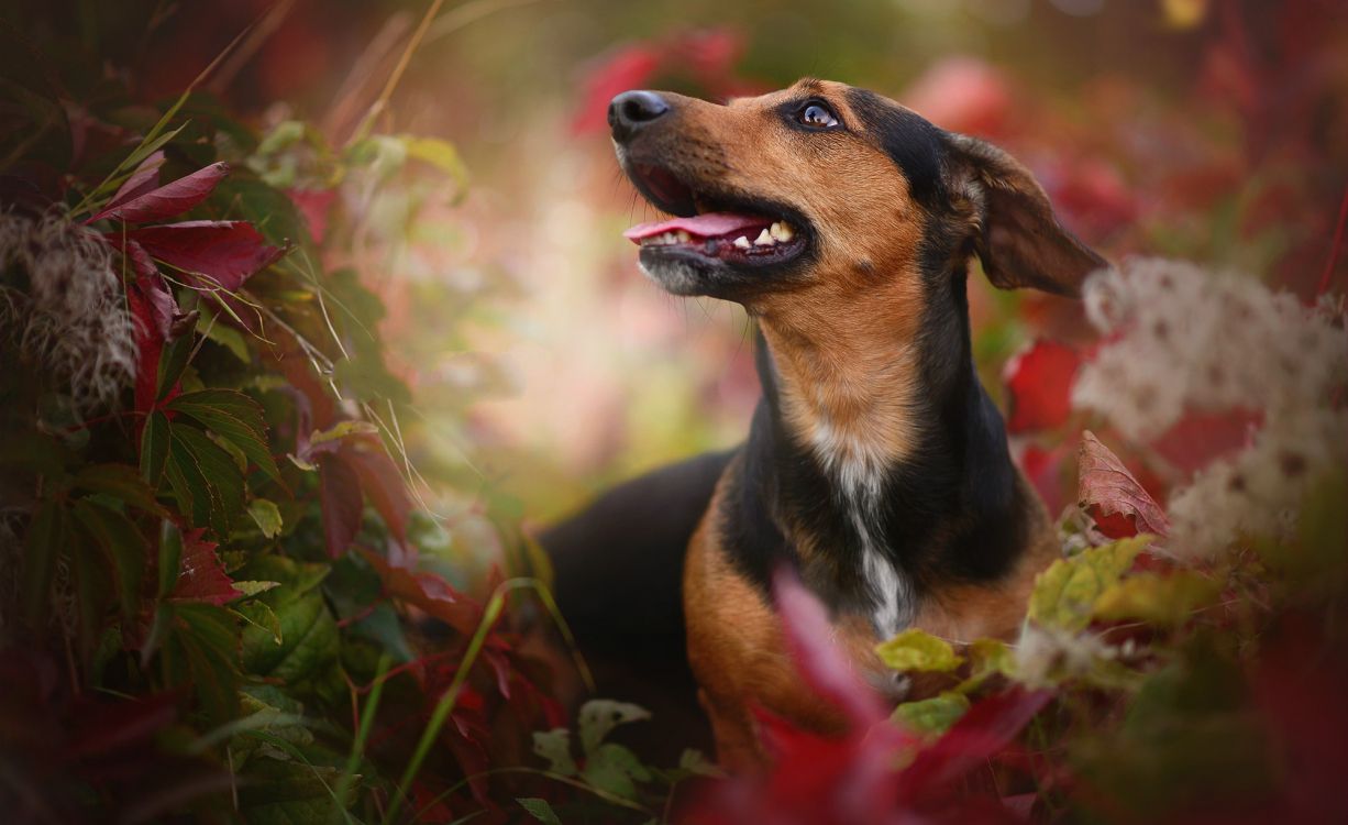 Perro de Pelo Corto Negro y Marrón Sobre la Hierba Verde Durante el Día. Wallpaper in 2000x1223 Resolution