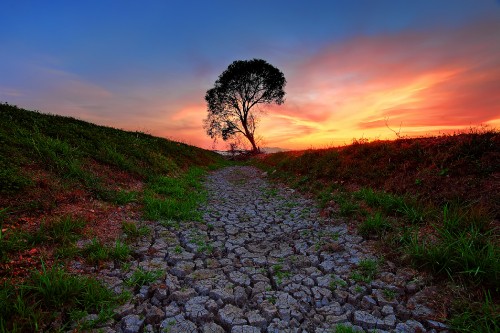 Image green grass and tree during sunset