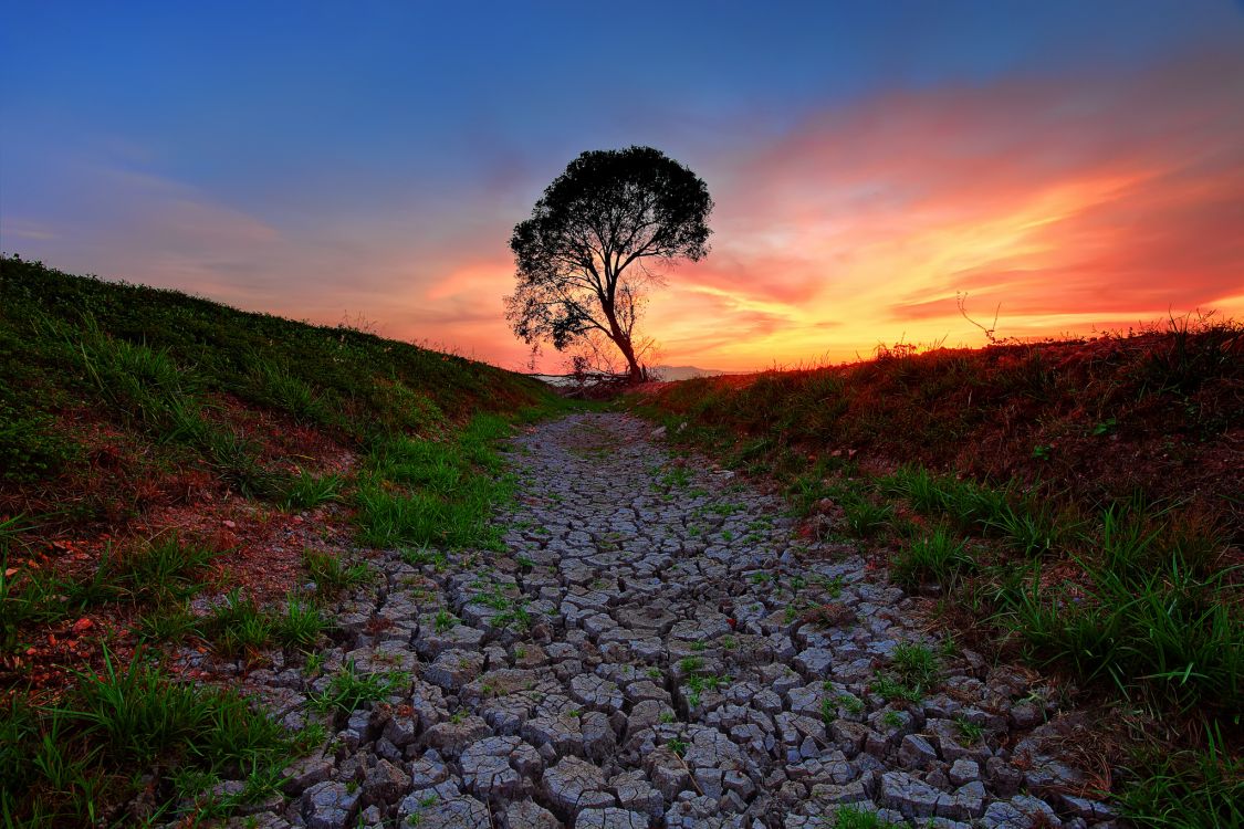 green grass and tree during sunset