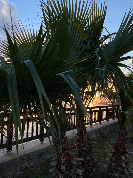 Wissenschaft, Biologie, Cloud, Blatt, Botanik. Wallpaper in 1536x2048 Resolution