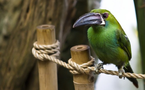 Image green bird on brown rope