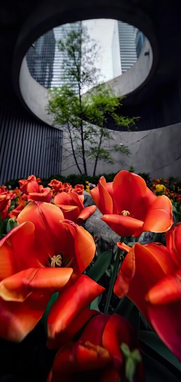 橙色, 花安排, 年度工厂, 显花植物 壁纸 1422x3000 允许