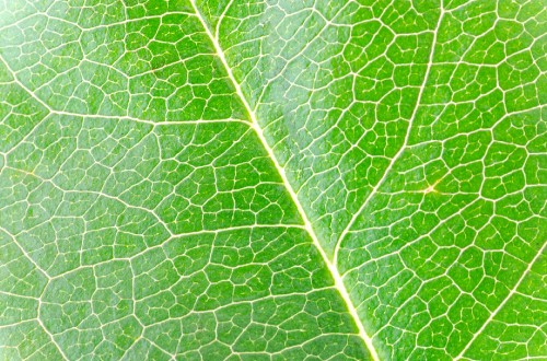 Image green leaf in close up photography