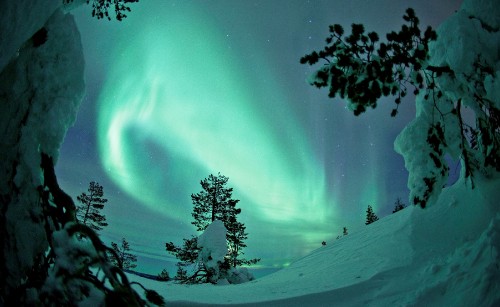 Image green trees on snow covered ground under blue sky