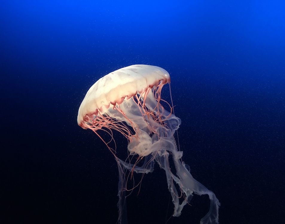 White Jellyfish in Blue Water. Wallpaper in 3845x3024 Resolution