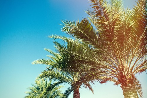 Image green palm tree under blue sky during daytime