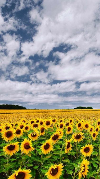 Común de Girasol, Rosa Manchú, Rosa Rosa, Naturaleza, Importante. Wallpaper in 620x1102 Resolution