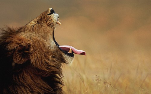 Image brown lion on brown grass during daytime