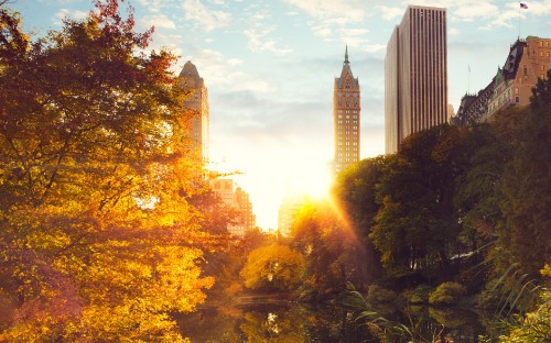 Image green trees and high rise buildings during daytime