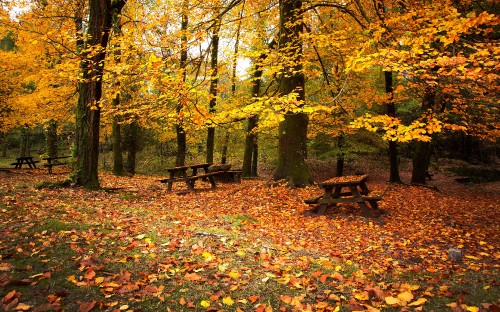 Image brown wooden bench under yellow leaf trees