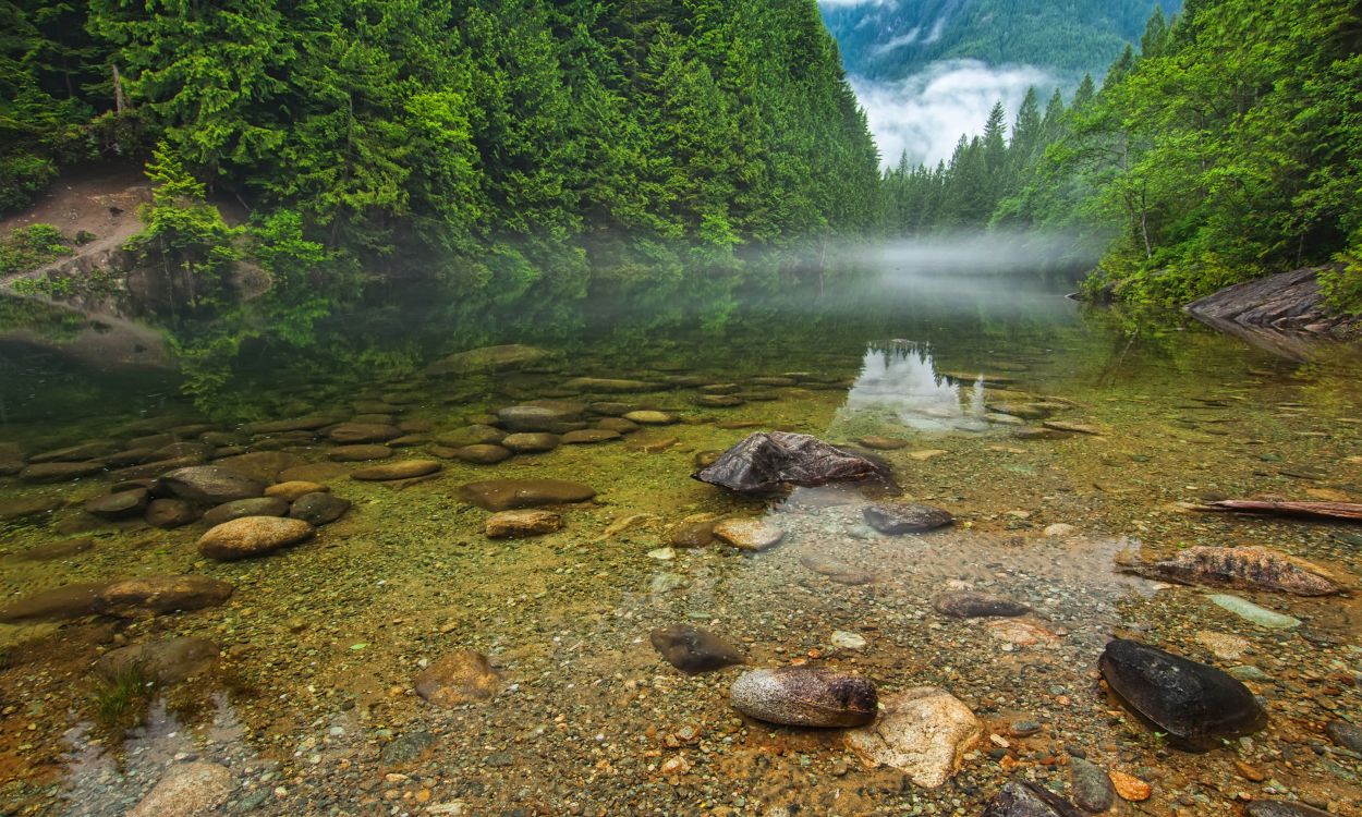 green trees beside river during daytime