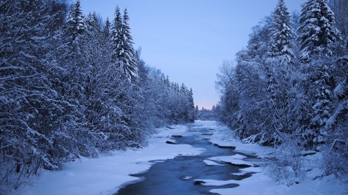 Image snow covered trees and river during daytime