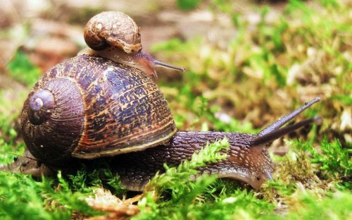 Image brown snail on green grass during daytime