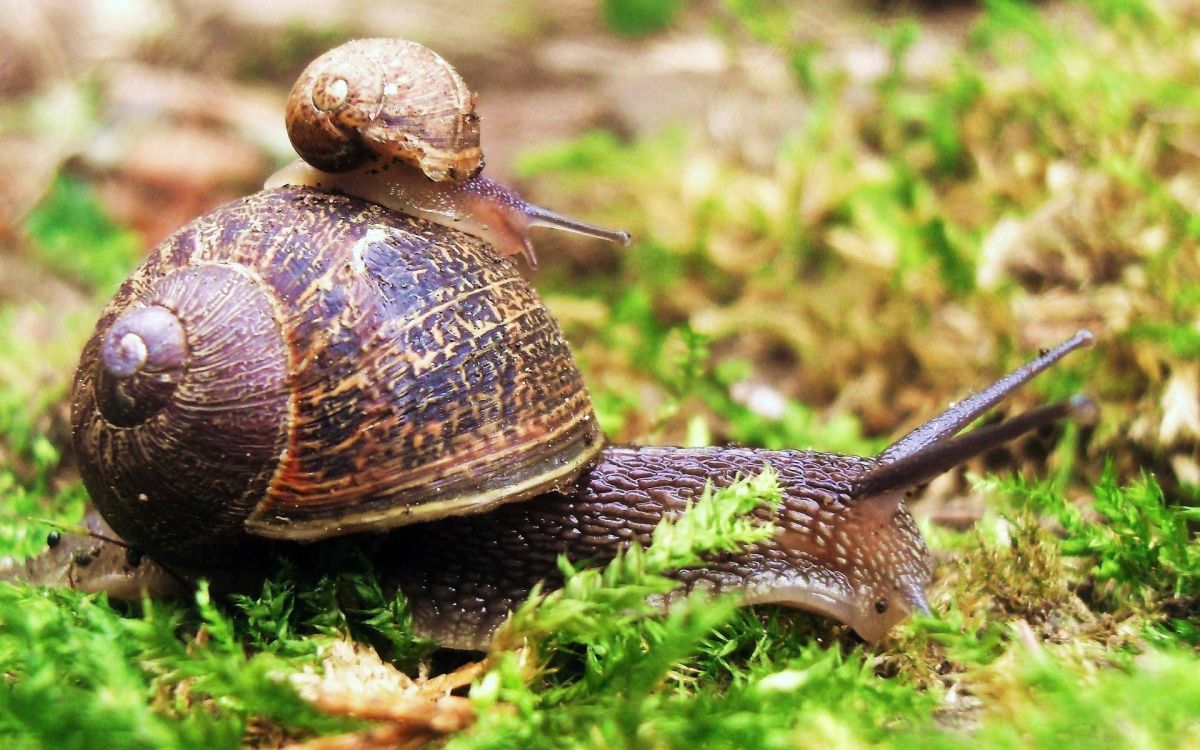 brown snail on green grass during daytime