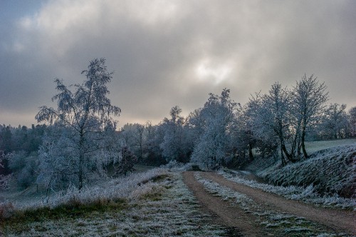 Image tree, freezing, branch, cloud, snow