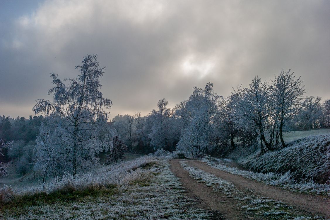 tree, freezing, branch, cloud, snow