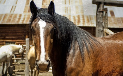 Image brown and white horse standing on brown wooden fence during daytime