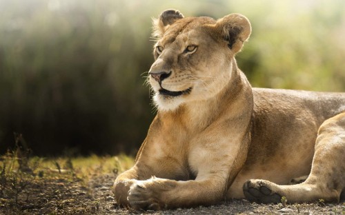 Image brown lioness lying on green grass during daytime