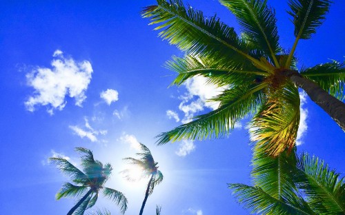 Image green palm tree under blue sky and white clouds during daytime