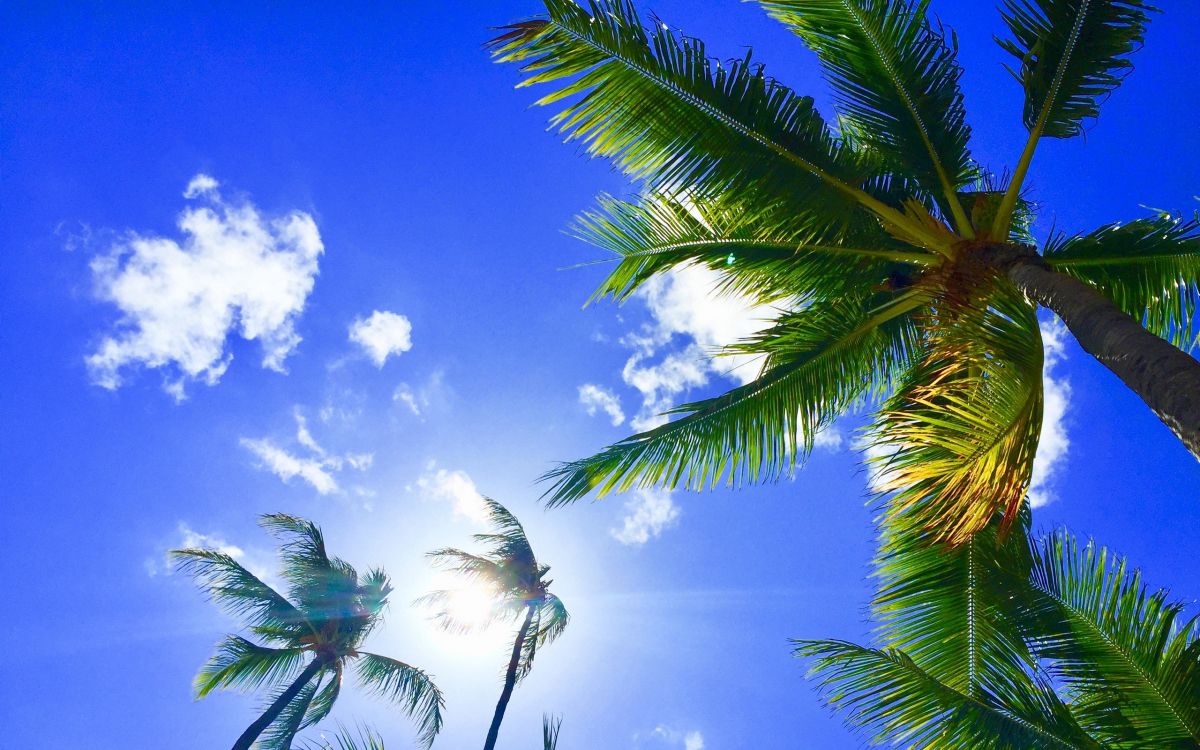 green palm tree under blue sky and white clouds during daytime