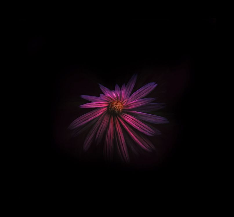 Purple and White Flower in Dark Room. Wallpaper in 4254x3952 Resolution