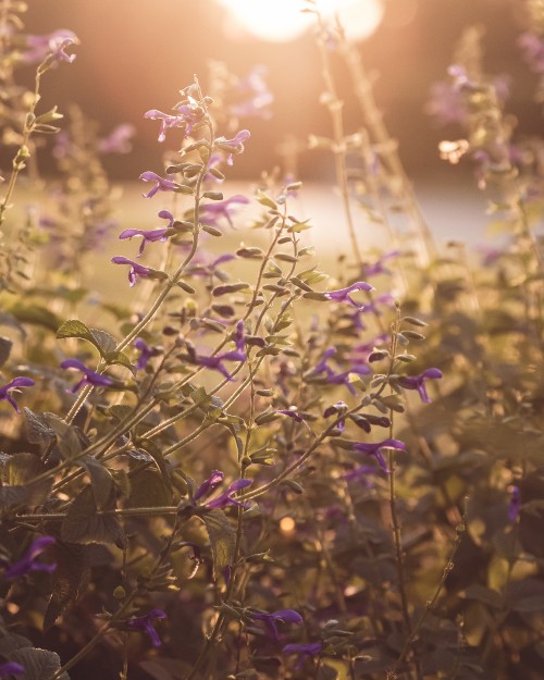 Image green plant with purple flowers