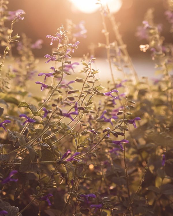 green plant with purple flowers