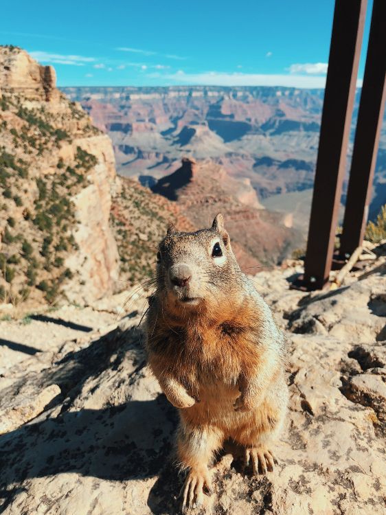 Parc National du Grand Canyon, Sentier Des Anges Lumineux, Rongeurs, Écureuil, Rock. Wallpaper in 3024x4032 Resolution