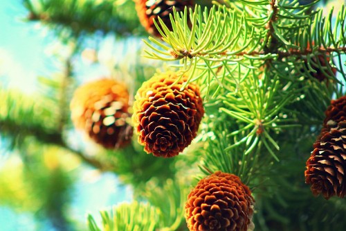 Image brown pine cones in tilt shift lens