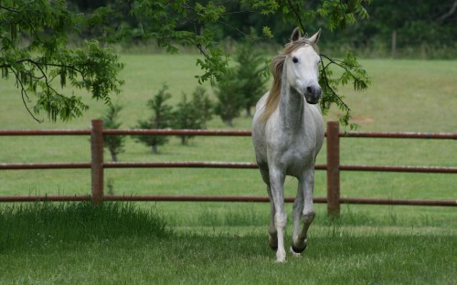 Image white horse on green grass field during daytime