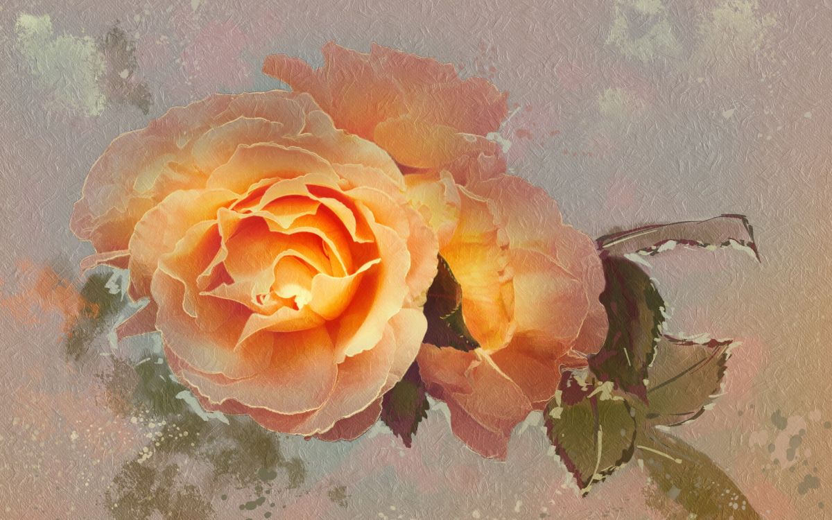 Rosa Amarilla Sobre Agua Con Hojas. Wallpaper in 2560x1600 Resolution