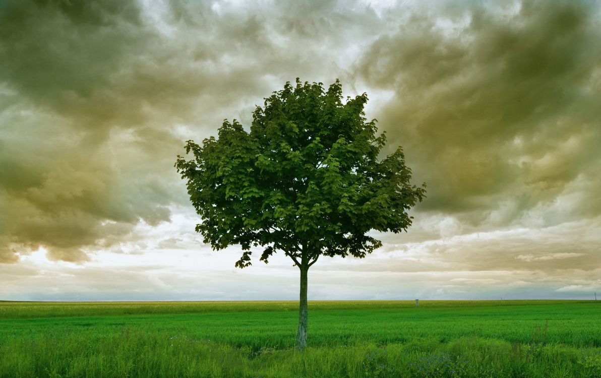 Arbre Vert Sur Champ D'herbe Verte Sous Ciel Nuageux. Wallpaper in 2048x1288 Resolution