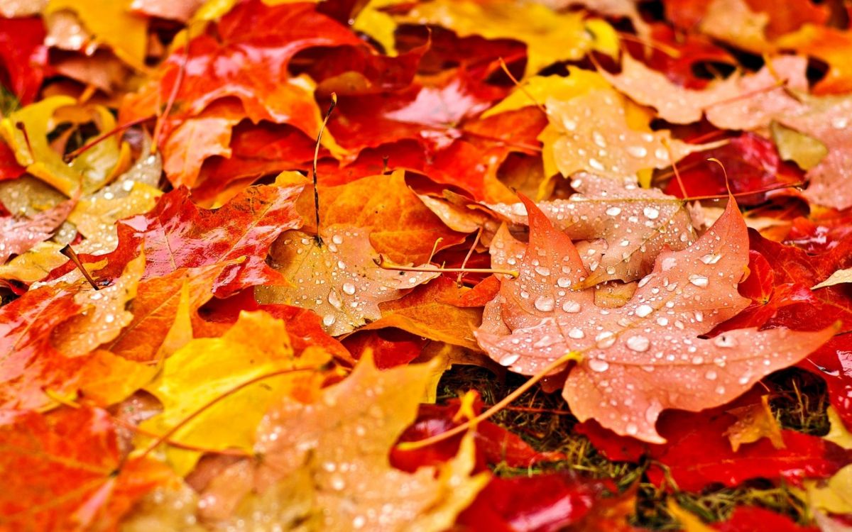 Feuilles Séchées Brunes au Sol. Wallpaper in 2560x1600 Resolution