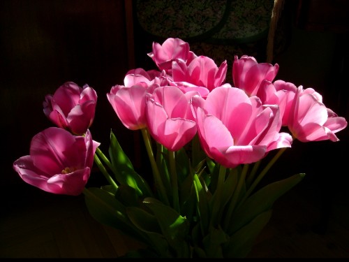 Image pink tulips in bloom during daytime